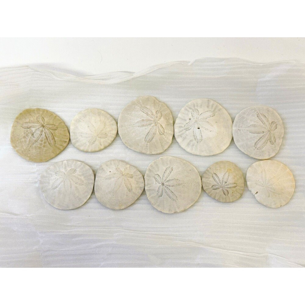 Lot of 10 Sand Dollar Sea Shells - Sand Dollars in Assorted Sizes